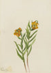 Lys de Columbia Lilium columbianum - Mary Vaux Walcott — widok dzieła