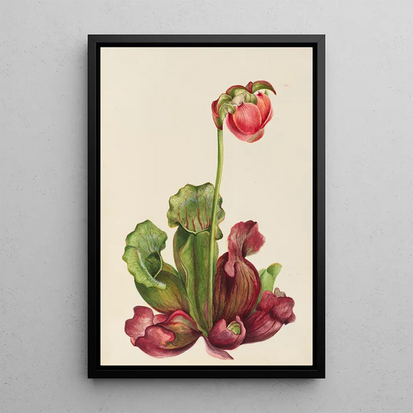 Sarracénie pourpre commune Sarracenia purpurea venosa - Mary Vaux Walcott — oprawiony obraz na ścianie