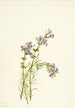 Conradina verticillata - Mary Vaux Walcott — widok dzieła