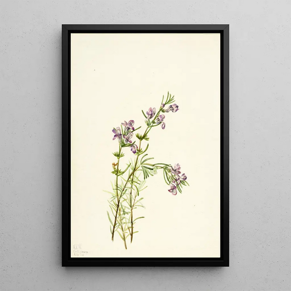 Conradina verticillata - Mary Vaux Walcott — oprawiony obraz na ścianie