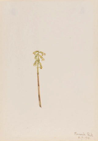 Mary Vaux Walcott - Corathorhiza corallorhiza.webp