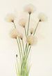 Linaigrette Eriophorum chamissonis - Mary Vaux Walcott — widok dzieła