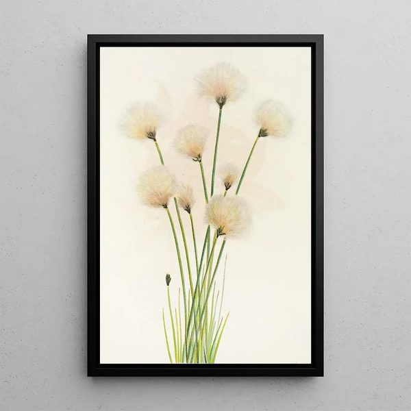 Linaigrette Eriophorum chamissonis - Mary Vaux Walcott — oprawiony obraz na ścianie
