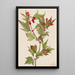 Viorne Cranberry Viburnum pauciflorum - Mary Vaux Walcott — oprawiony obraz na ścianie