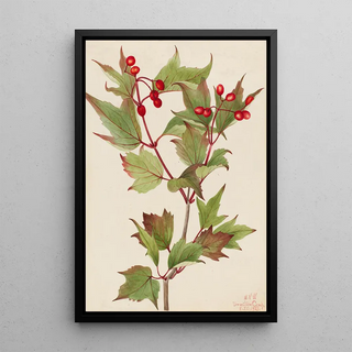 Mary Vaux Walcott - Cranberrybush Viburnum pauciflorum.webp