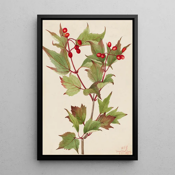 Viorne Cranberry Viburnum pauciflorum - Mary Vaux Walcott — oprawiony obraz na ścianie