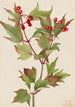 Viorne Cranberry Viburnum pauciflorum - Mary Vaux Walcott — widok dzieła