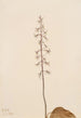 Orchis Tipularia uniflora - Mary Vaux Walcott — widok dzieła