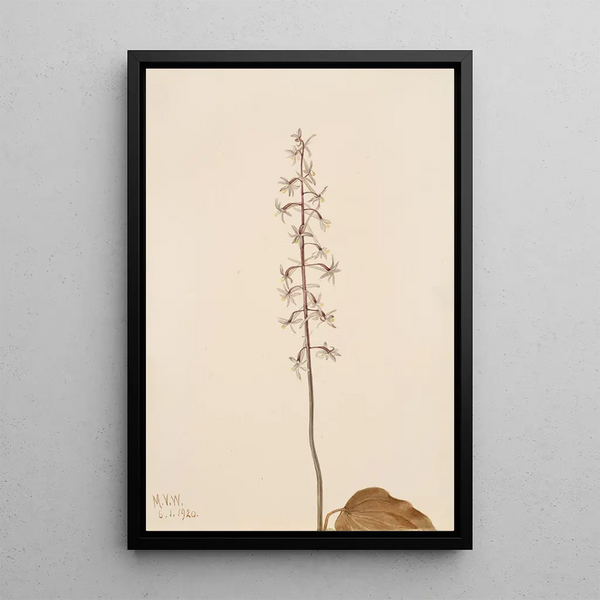 Orchis Tipularia uniflora - Mary Vaux Walcott — oprawiony obraz na ścianie