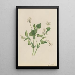 Mary Vaux Walcott - Cream Violet Viola striata.webp