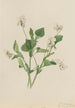 Violette crème Viola striata - Mary Vaux Walcott — widok dzieła