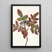 Berberis rampant Berberis repens - Mary Vaux Walcott — oprawiony obraz na ścianie