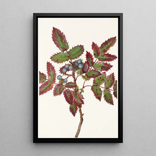 Berberis rampant Berberis repens - Mary Vaux Walcott — oprawiony obraz na ścianie