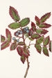 Berberis rampant Berberis repens - Mary Vaux Walcott — widok dzieła