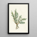 Juniperus horizontalis - Mary Vaux Walcott — oprawiony obraz na ścianie
