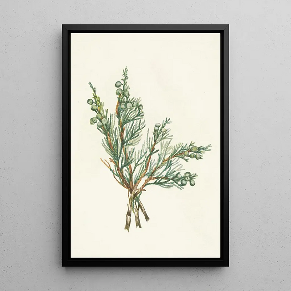 Juniperus horizontalis - Mary Vaux Walcott — oprawiony obraz na ścianie