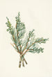 Juniperus horizontalis - Mary Vaux Walcott — widok dzieła