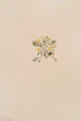 Crepis elegans - Mary Vaux Walcott — widok dzieła