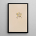 Crepis elegans - Mary Vaux Walcott — oprawiony obraz na ścianie