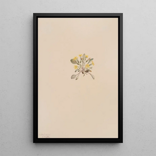 Mary Vaux Walcott - Crepis Elegans.webp