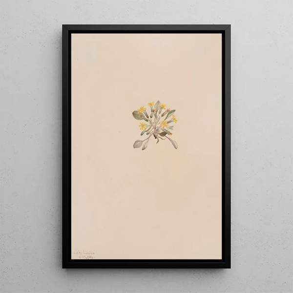 Crepis elegans - Mary Vaux Walcott — oprawiony obraz na ścianie