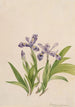 Iris crêté Iris cristata - Mary Vaux Walcott — widok dzieła