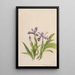 Iris crêté Iris cristata - Mary Vaux Walcott — oprawiony obraz na ścianie