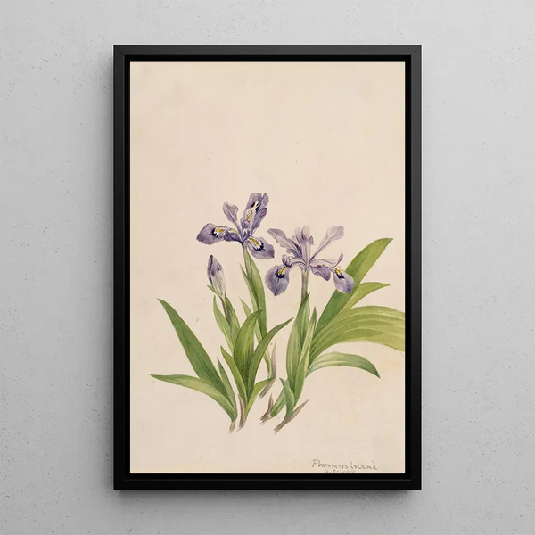 Iris crêté Iris cristata - Mary Vaux Walcott — oprawiony obraz na ścianie
