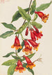 Bignone Anisostichus capreolatus - Mary Vaux Walcott — widok dzieła