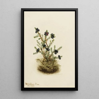 Mary Vaux Walcott - Crowberry Empetrum nigrum.webp