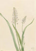 Chrosperma muscaetoxicum - Mary Vaux Walcott — widok dzieła