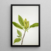 Magnolia acuminata - Mary Vaux Walcott — oprawiony obraz na ścianie