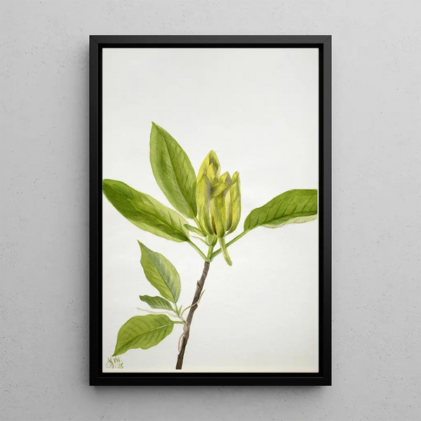 Magnolia acuminata - Mary Vaux Walcott — oprawiony obraz na ścianie