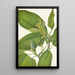 Magnolia acuminata - Mary Vaux Walcott — oprawiony obraz na ścianie