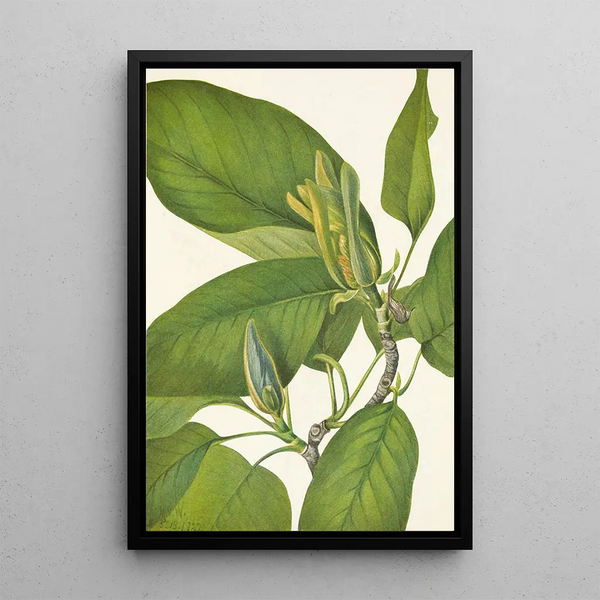 Magnolia acuminata - Mary Vaux Walcott — oprawiony obraz na ścianie