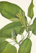 Magnolia acuminata - Mary Vaux Walcott — widok dzieła