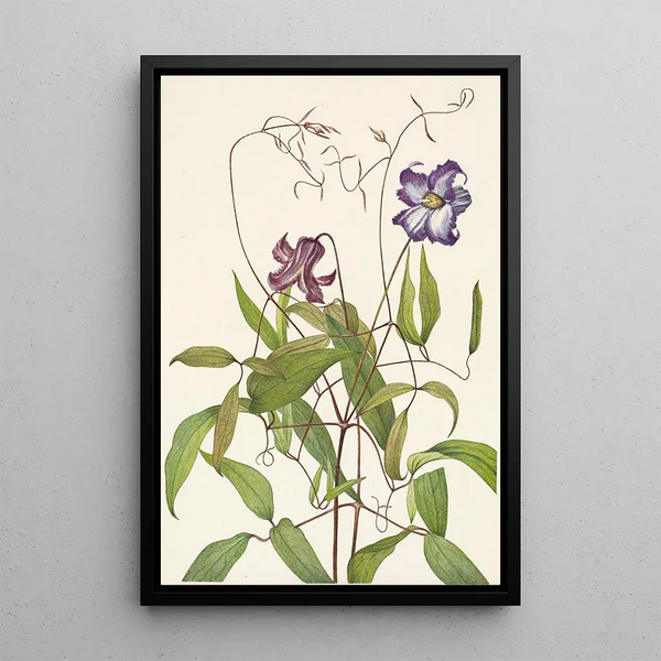Clematis frisée Clematis crispa - Mary Vaux Walcott — oprawiony obraz na ścianie