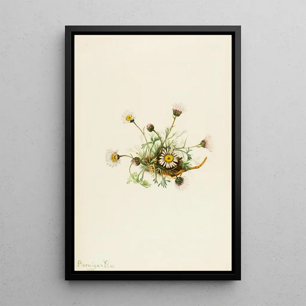 Vergerette à feuilles découpées Erigeron compositus - Mary Vaux Walcott — oprawiony obraz na ścianie
