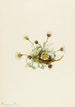 Vergerette à feuilles découpées Erigeron compositus - Mary Vaux Walcott — widok dzieła
