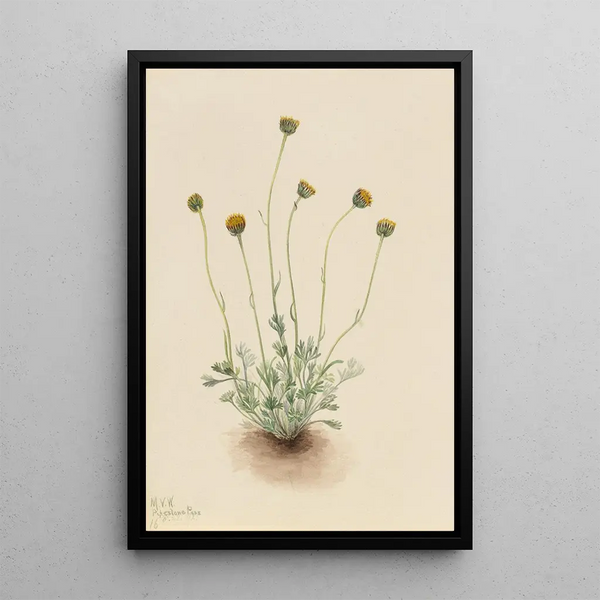 Vergerette à feuilles découpées Erigeron compositus nudus - Mary Vaux Walcott — oprawiony obraz na ścianie