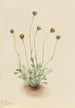 Vergerette à feuilles découpées Erigeron compositus nudus - Mary Vaux Walcott — widok dzieła