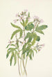 Dentaria laciniata - Mary Vaux Walcott — widok dzieła