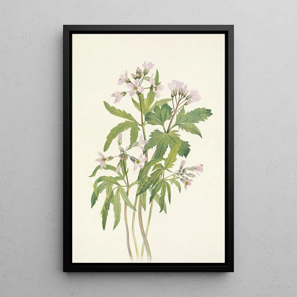 Dentaria laciniata - Mary Vaux Walcott — oprawiony obraz na ścianie