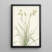 Deathcamas Zygadenus elegans - Mary Vaux Walcott — oprawiony obraz na ścianie