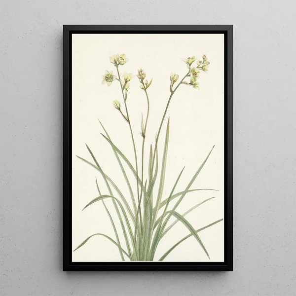 Deathcamas Zygadenus elegans - Mary Vaux Walcott — oprawiony obraz na ścianie
