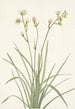 Deathcamas Zygadenus elegans - Mary Vaux Walcott — widok dzieła