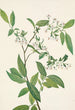Deerberry Polycodium stamineum - Mary Vaux Walcott — widok dzieła
