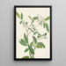 Deerberry Polycodium stamineum - Mary Vaux Walcott — oprawiony obraz na ścianie