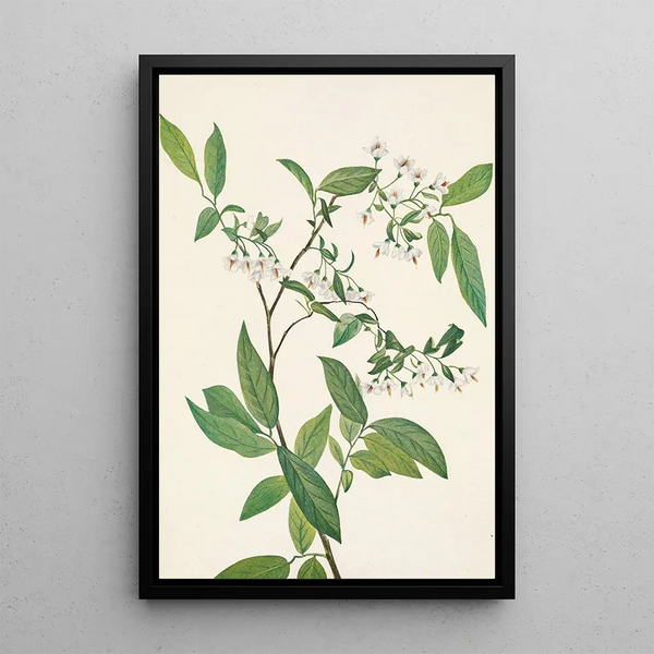 Deerberry Polycodium stamineum - Mary Vaux Walcott — oprawiony obraz na ścianie