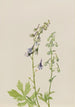 Delphinium Delphinium scopulorum - Mary Vaux Walcott — widok dzieła